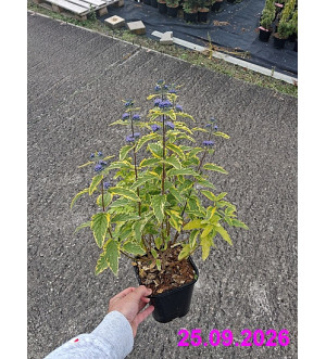 Caryopteris cland. 'Summer Sorbet'® C 1,4 L